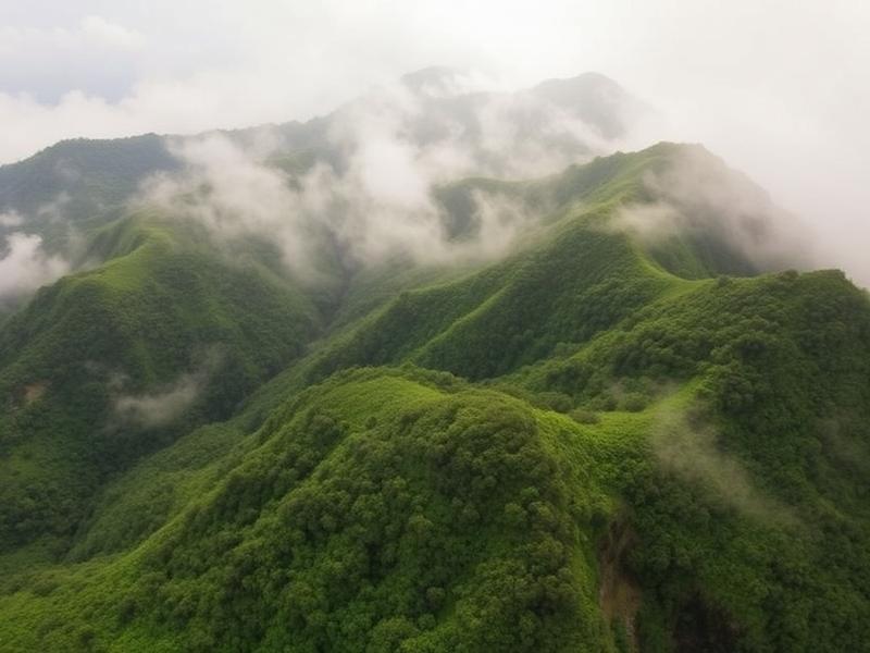Aerial view of a Blue Mountain coffee plantation tour